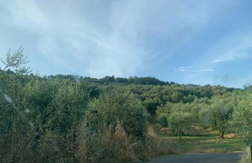 Il gatto e la volpe 1 - Foto 4