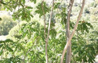 Valle de la Calma - Apartamentos rurales de Mecina - Foto 14