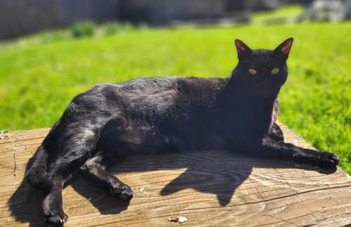 Gîte Terre - 1-4 pers, à 20 mins de Vulcania et du Puy-de-Dôme, 35 mins du Sancy - Foto 38