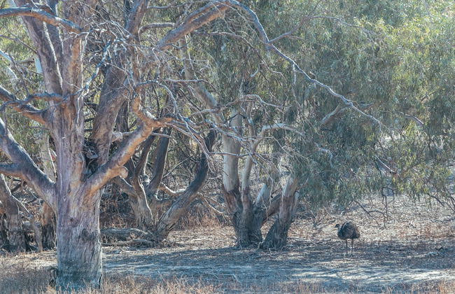 Warrawong on the Darling - Foto 21