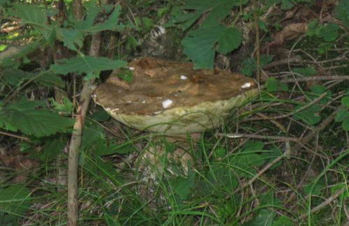 Silvano Fanti - Foto 20