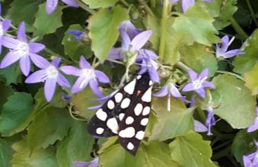 Apartman Biba - Foto 22