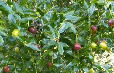 "Country House il Brolo" - Foto 42