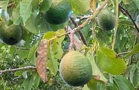 Private wrap around Lani Oasis with ocean view - Foto 26