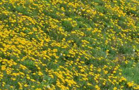 Kuća za odmor ,Erdelj 21 B - Foto 47