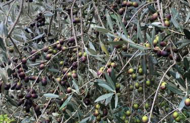 Agriturismo San Giusto - Foto 38