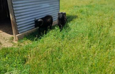 la maison Cavancha - Foto 24