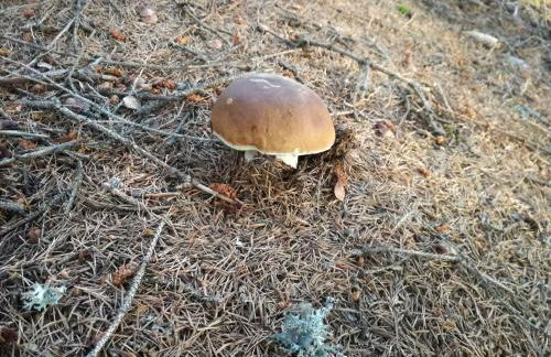 Villa in Val di Fiemme - Foto 14