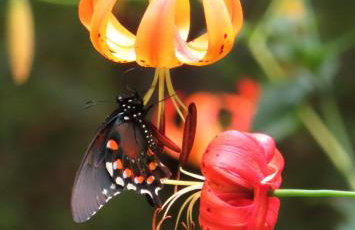 Treetops Cabin easy to Asheville with fast wifi and great view - Foto 26