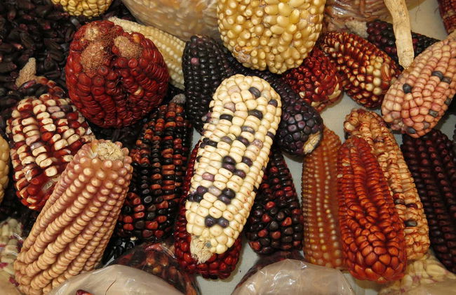 Tortilla-Making Class - Photo 2