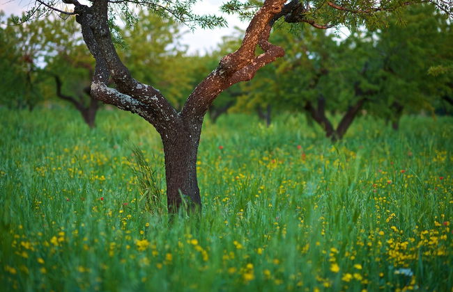 Masseria Ciavea - Photo 33