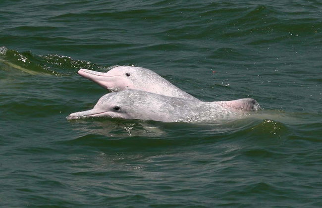 Pink Dolphin Watching in Hong Kong - Foto 8