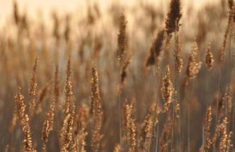 Fischerhus37 FeWo Kranichwiese - Foto 15