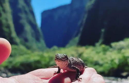 Hospedagem Aconchego da casa Rosa - Foto 36