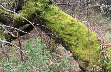 CASA MARTIN - Foto 22