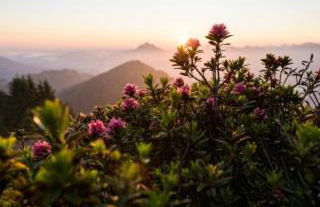 Berger Wohlfühloase - Foto 29