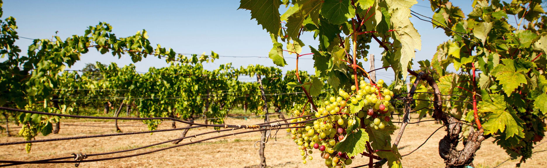 Degustação de vinhos em Trieste