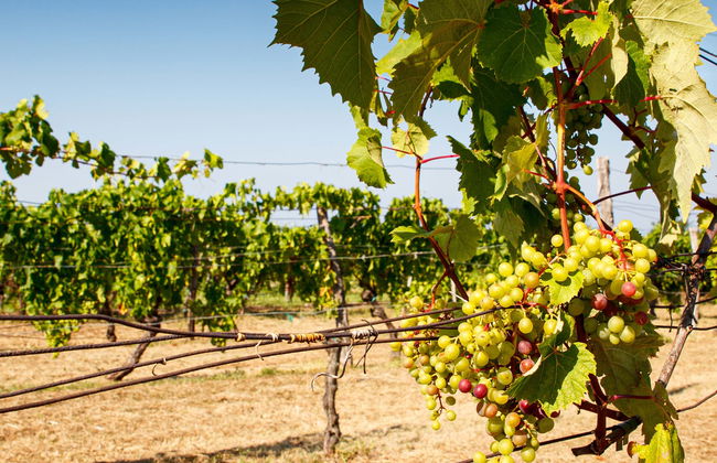 Degustazione di vino - Foto 1
