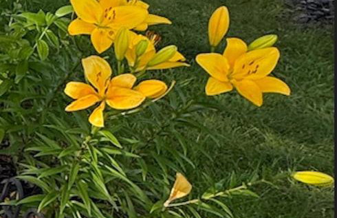 Cozy & Comfy Bright 3 Bedroom Home - Foto 40