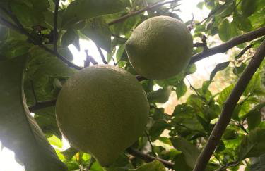 Casa del Limone - Foto 3