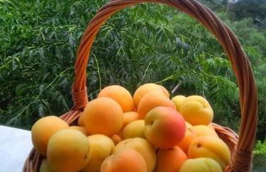 Paradisos House - Foto 10