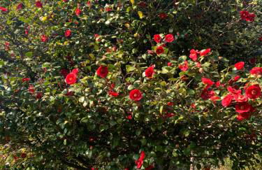 La mia casa sul lago con vista mozzafiato - Foto 37