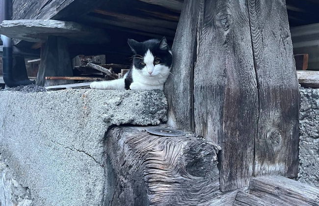 Historic Apartment in the old Village of Naters - Photo 59