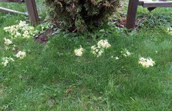 Prigorka, a fairytale house - Foto 53