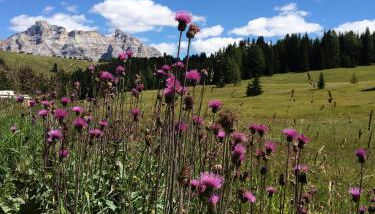 Apartments Chalet Ciufdlton - Foto 5