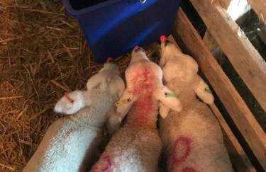 Shepherd Hut Lodge on Farm Waterside Goodwin Farm - Photo 29