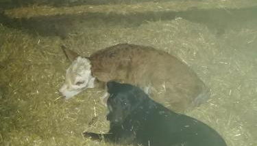 Hanslbauernhof - Foto 3