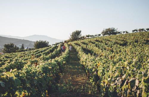 Casa do Cruzeiro Quinta do Couto - Foto 49