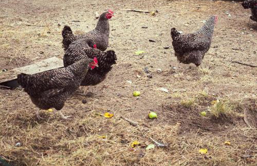 Agroturystyka Zaborski Sad - Foto 24