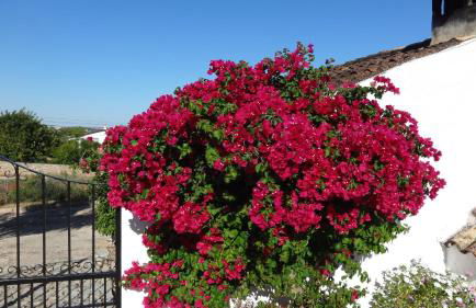 Casa Esperança - carefree living with big private pool and great views - Foto 35