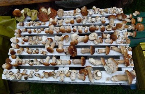 Agroturystyka u Psotki - Foto 23