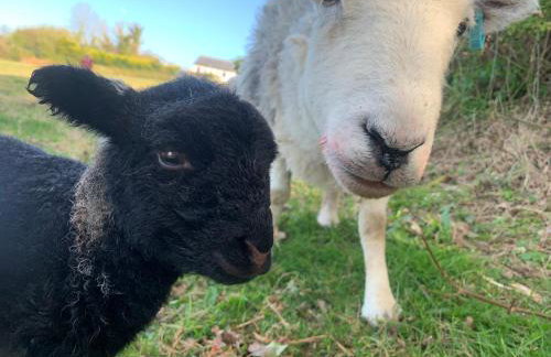 Field View - Foto 33