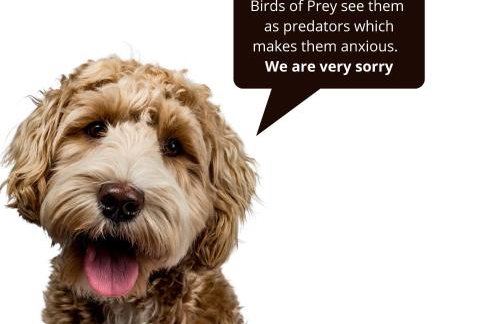 Bird House - Sleep with the Owls! - Foto 15