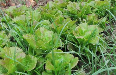 Stella Di Sicilia - Foto 17