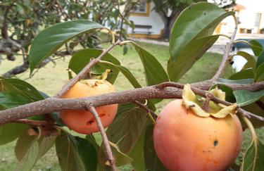 Quintal do Freixo - Country House - Photo 24