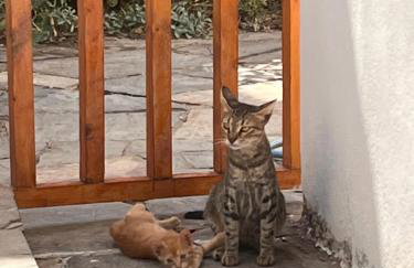 Dafnis beach house - Photo 11