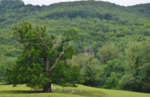 Gîtes des Palanges à l'Aubrac - Photo 2