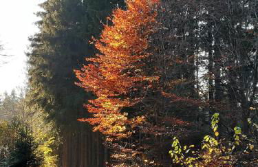 Ferienwohnung "Völkl" - Foto 10