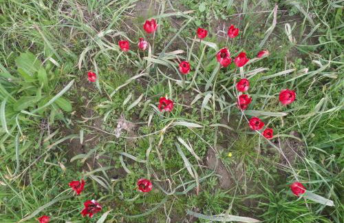 Tulip House - Foto 55