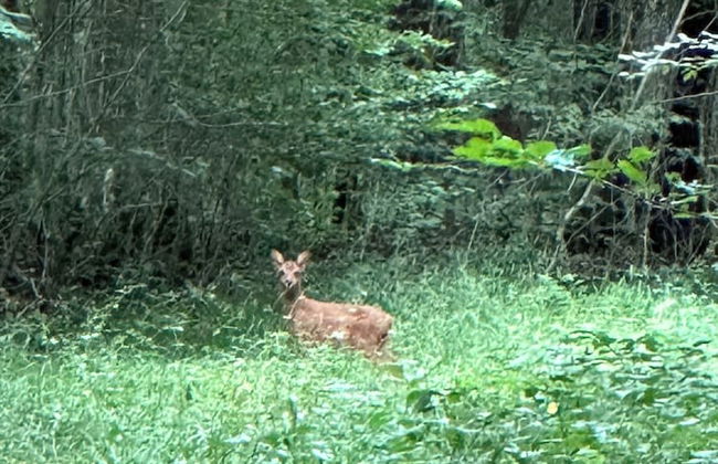 la maison dans les bois - Foto 16