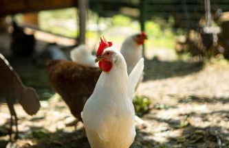 Coltivare AgriRelais - Photo 26