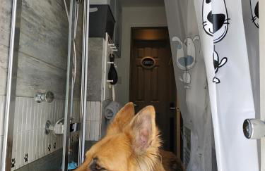 dog friendly nancecliff cottages - Foto 27