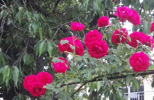 uriges Ferienhaus in Weißenburg Einbauküche und Garten - Foto 35