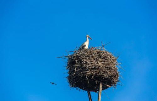 Reetdachhaus mit Elbblick - Foto 32