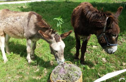 Le Côté d'Elle - Foto 7