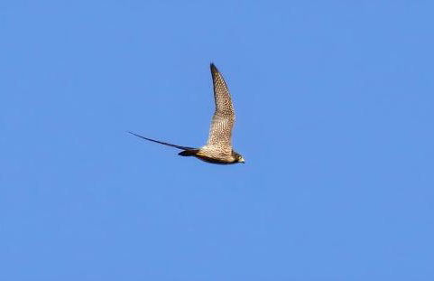 Agripodere il Falco - Tuscany Nature & Relax - Photo 59